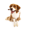 Bonez, Standard Bully Sticks, 6 or 12 Sticks, 6 or 10 Inch